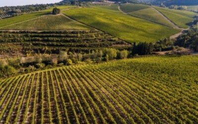 An Evening with Antinori: Italian Wine Dinner at The Gosling