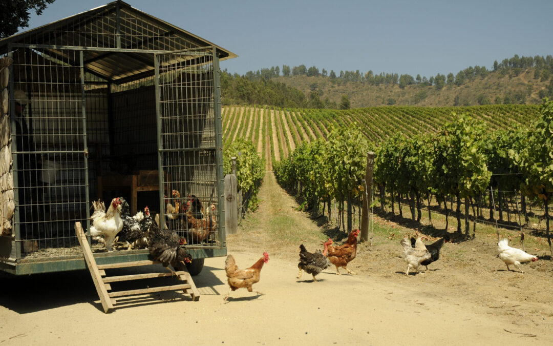 The Wine Maker’s Meal- September