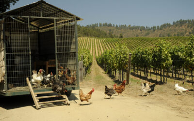 The Wine Maker’s Meal- September